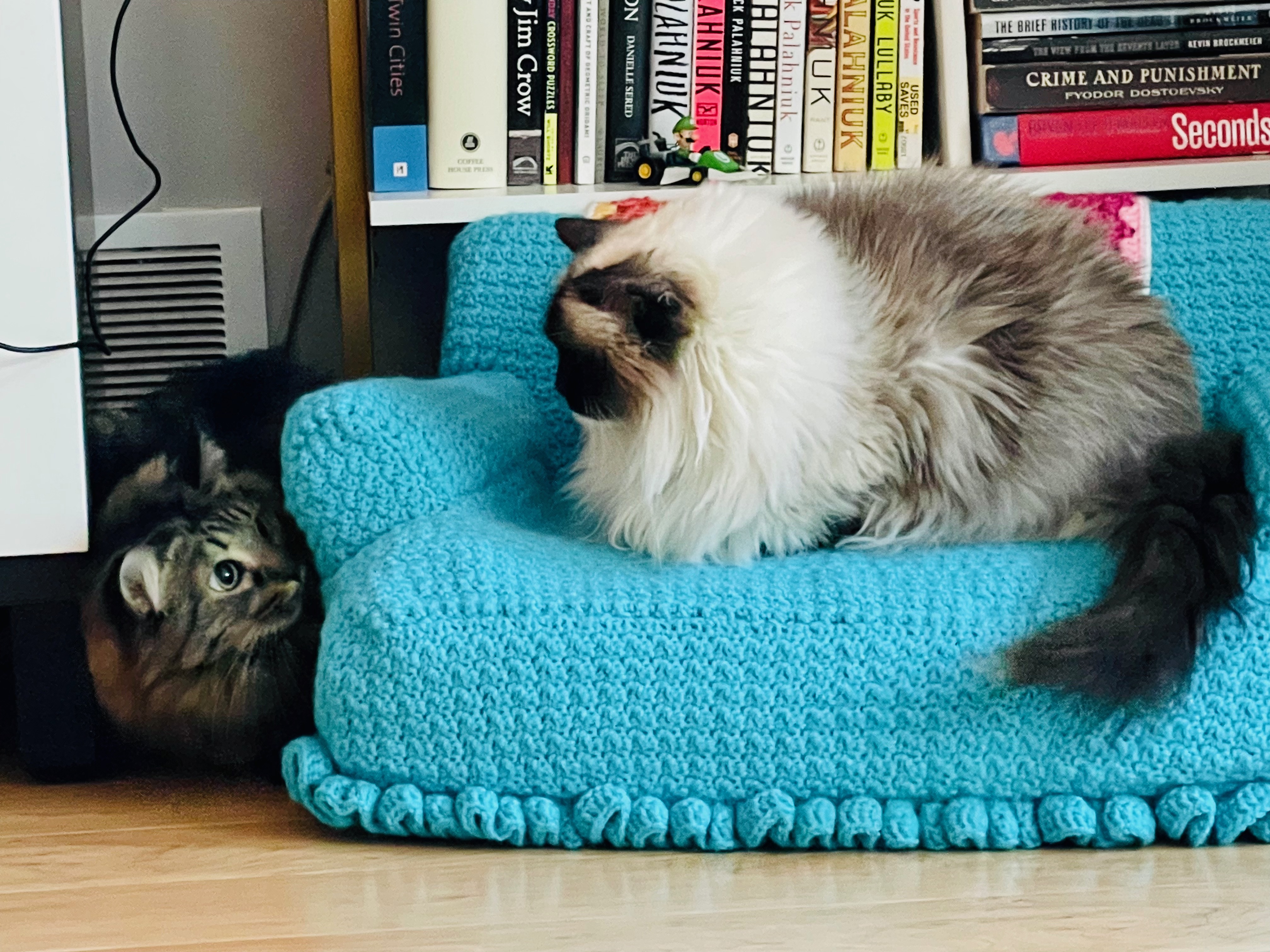Cats